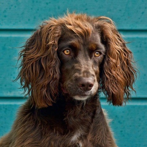 te koop gevraagd: Working cocker spaniel, Dieren en Toebehoren, 1 tot 2 jaar, Geslacht onbekend, Eén hond, Spaniël