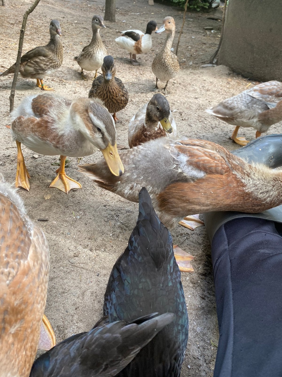 Oudhollandse kuifeenden ruilen, Dieren en Toebehoren, Meerdere dieren, Eend