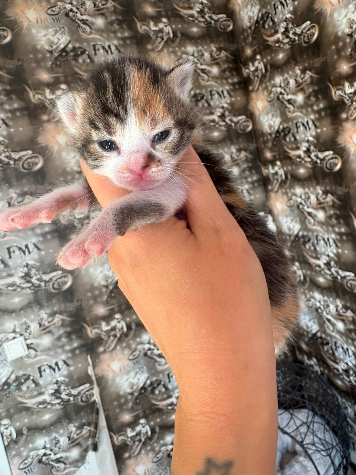 Kitten, Poes