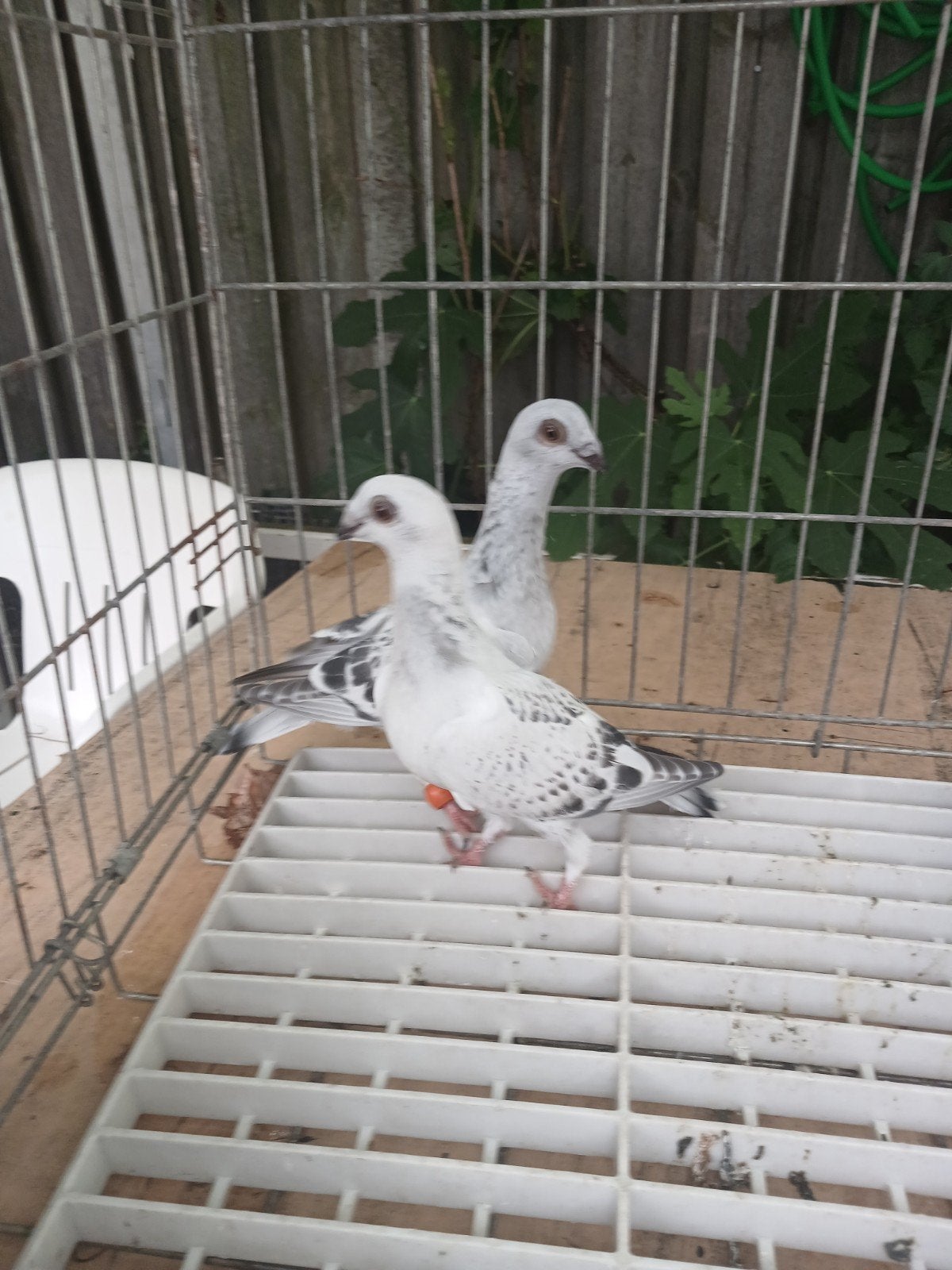 koppel uit 2026, Dieren en Toebehoren, Meerdere dieren