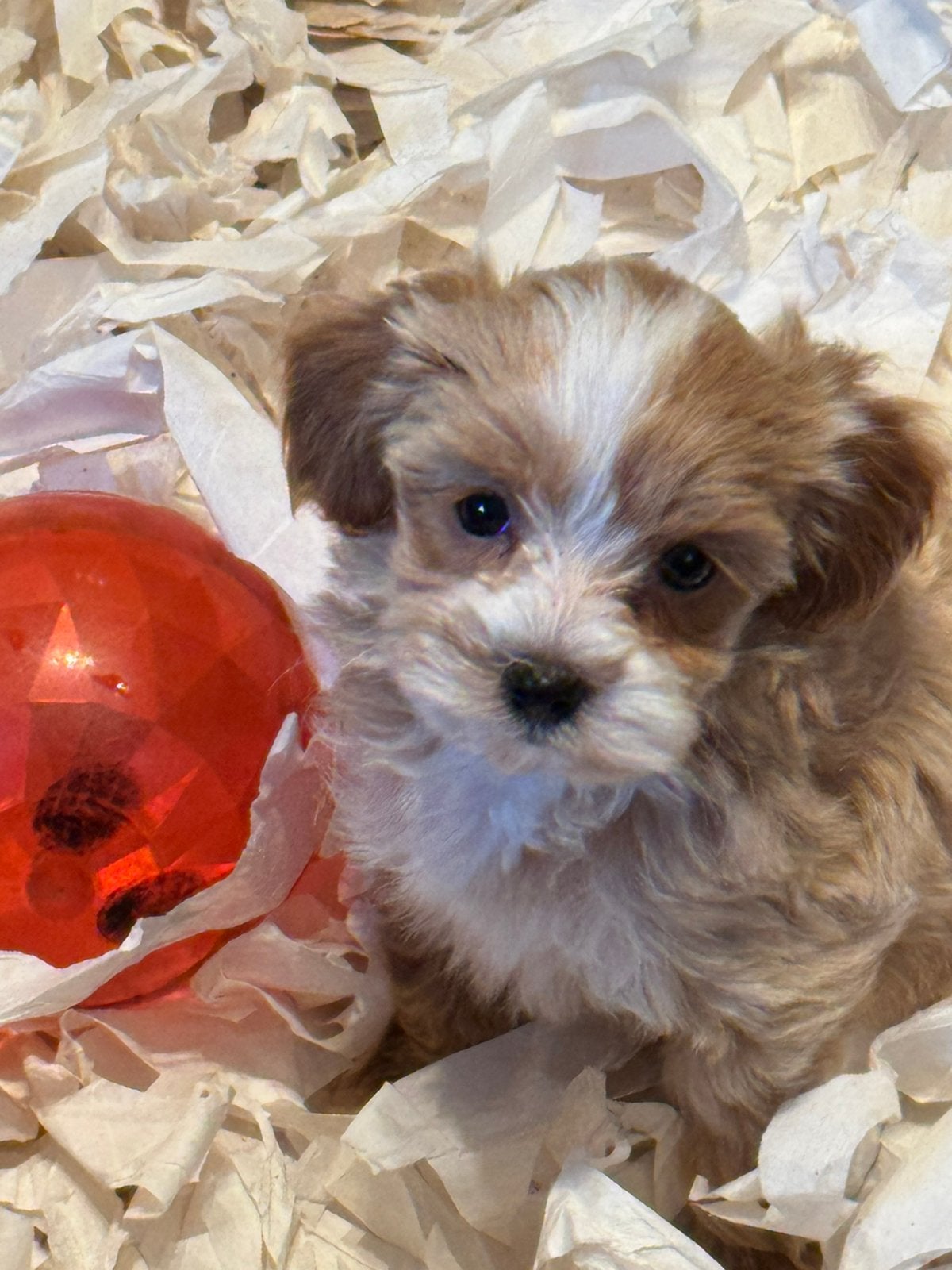 Beeldschone mini Maltipoo pups! Meerdere kleuren, Poedel, Nederland, CDV (hondenziekte), 8 tot 15 weken
