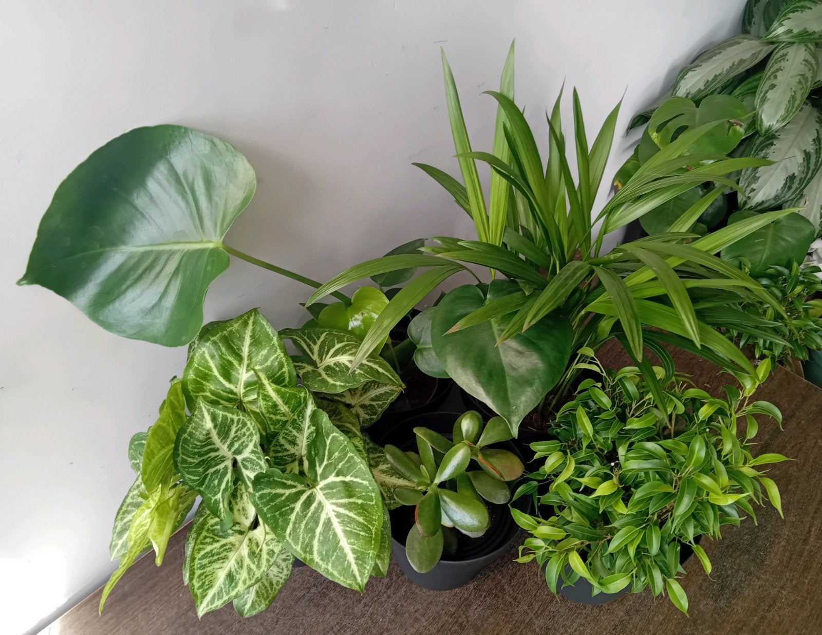 5 kamerplanten 20-50cm, Huis en Inrichting, Kamerplanten, Ophalen, Overige soorten, Halfschaduw, In pot