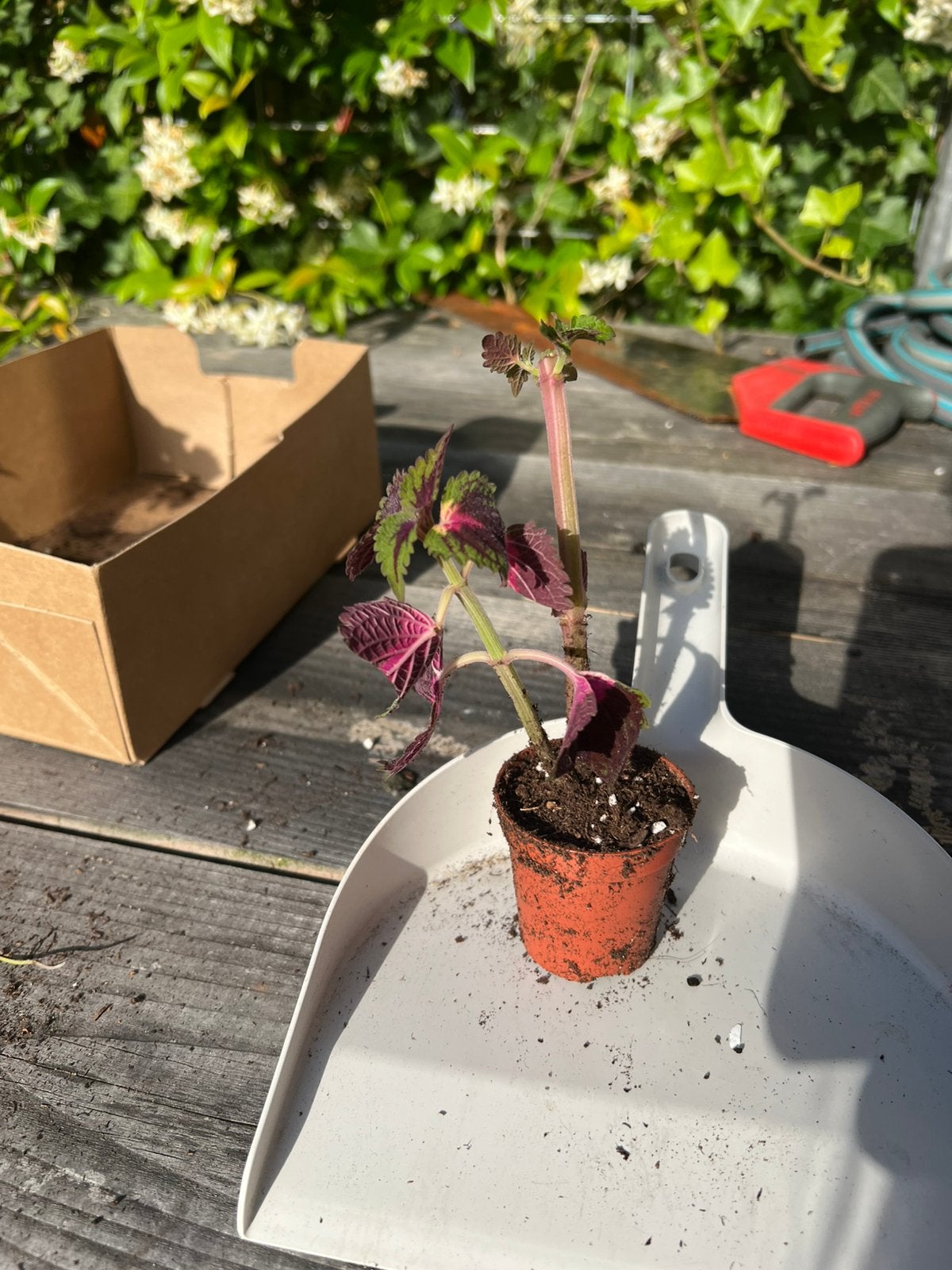 Roze netel, Ophalen, Halfschaduw, Minder dan 100 cm