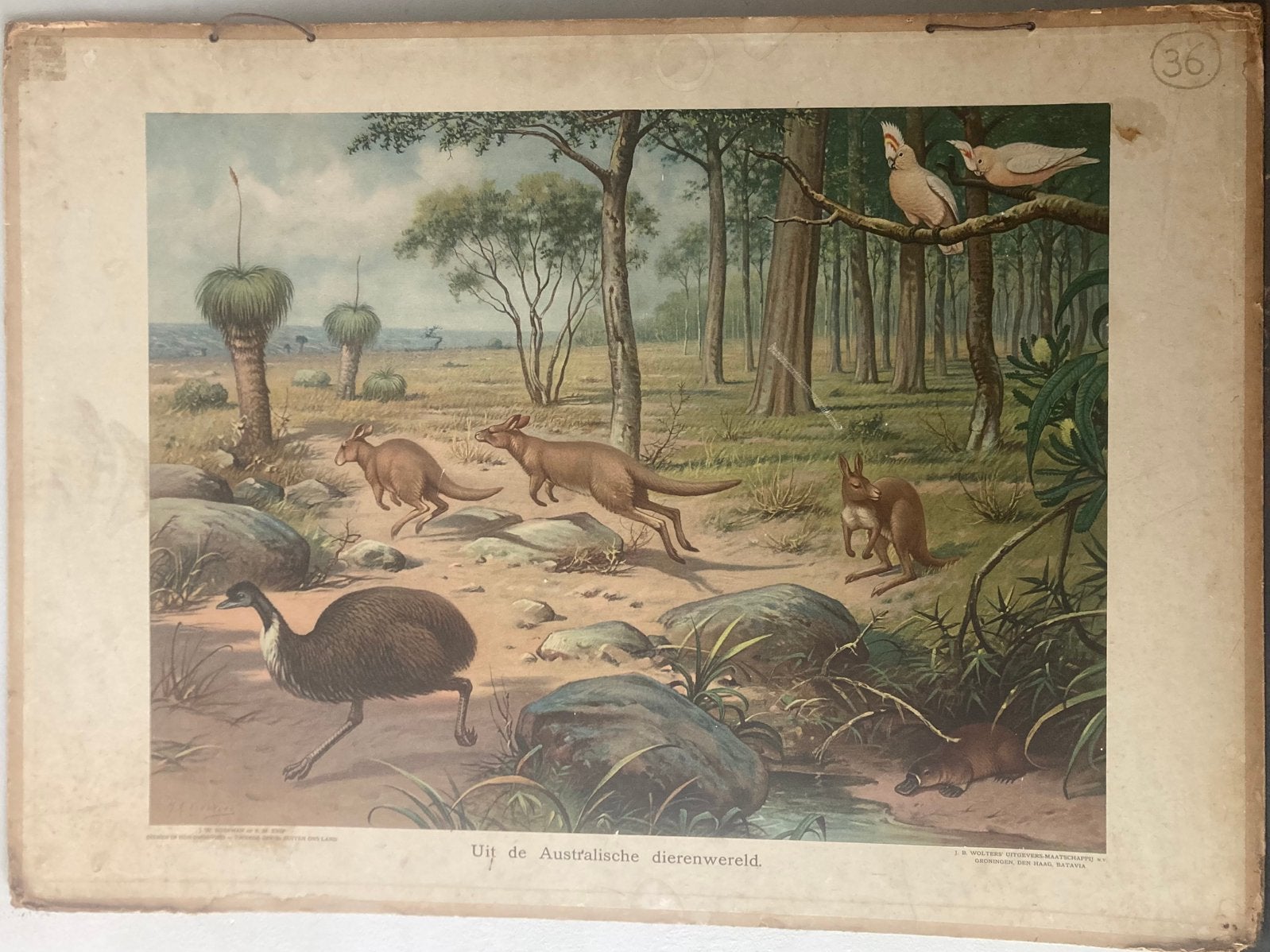 Oude schoolplaat, Koekkoek, Uit de Australische dierenwereld, Antiek en Kunst, Antiek | Schoolplaten, Ophalen, Natuur en Biologie