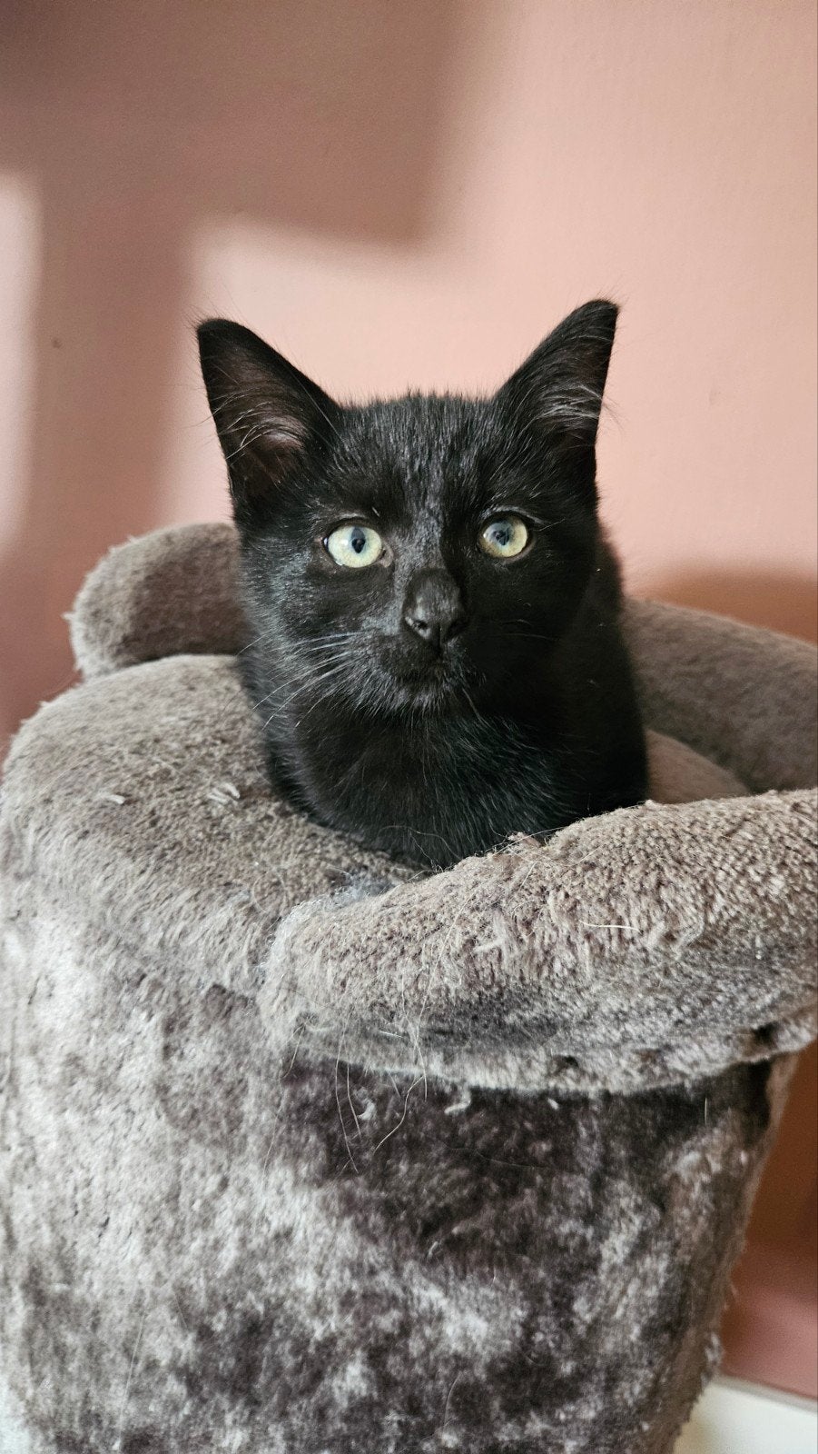 lieve kittens zoeken goed huisje, Dieren en Toebehoren, Meerdere dieren, Ontwormd