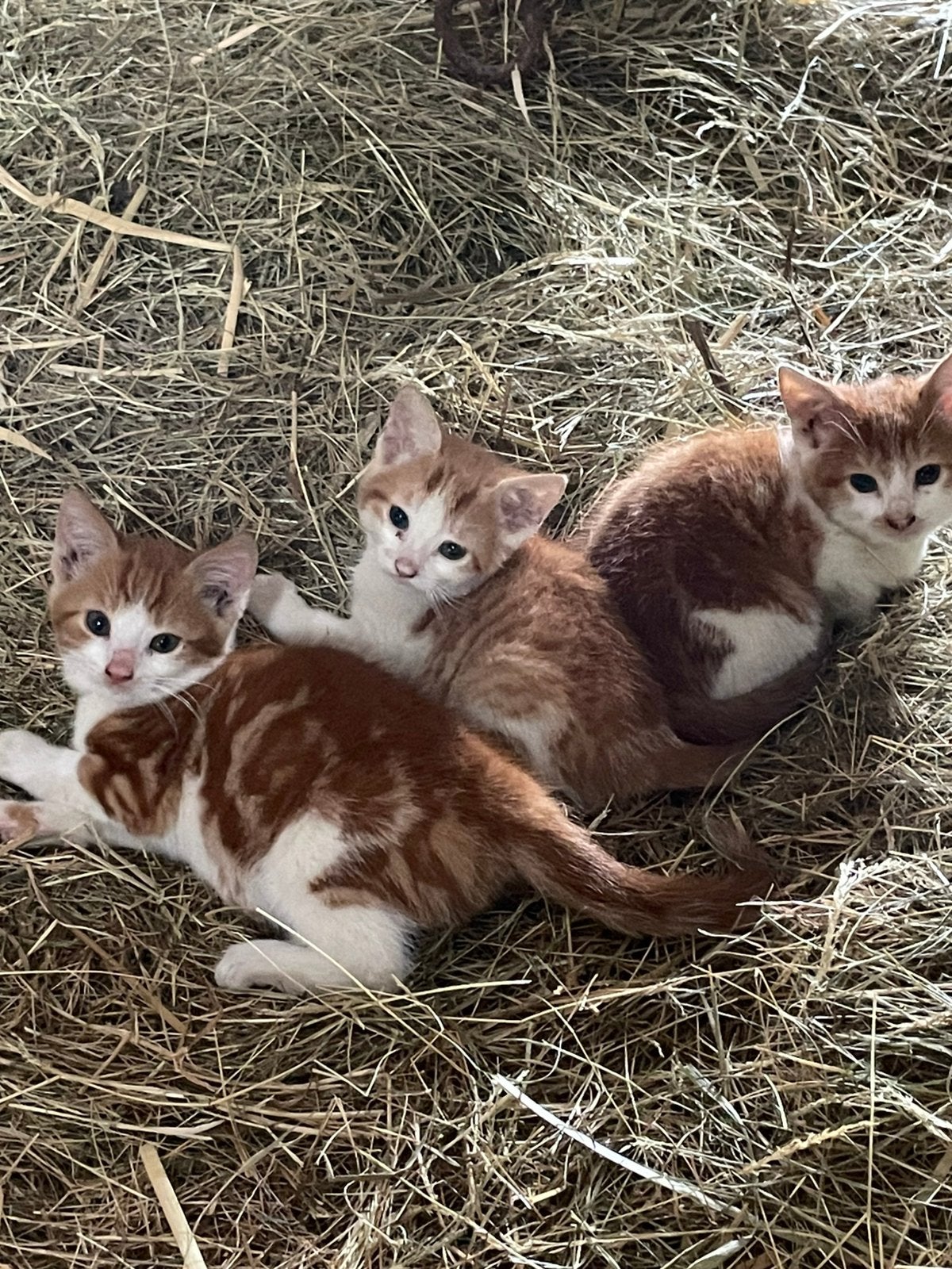 Rode kittens geboren op 8 mei, Meerdere dieren