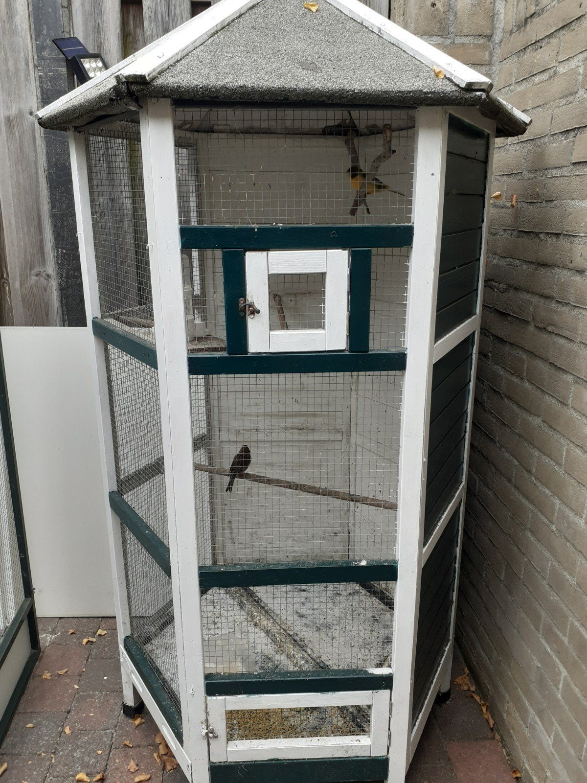 koppelkanaries te koop, Mannelijk, Kleurkanarie