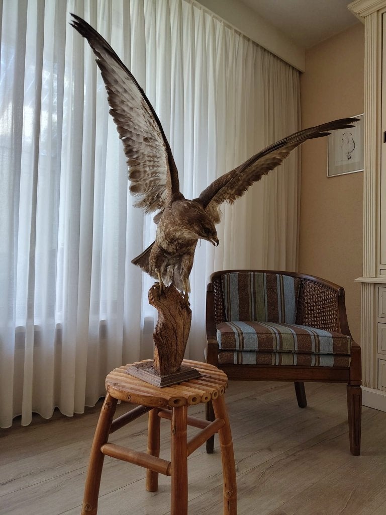 Buizerd opgezet – Taxidermie, Ophalen, Vogel, Opgezet dier