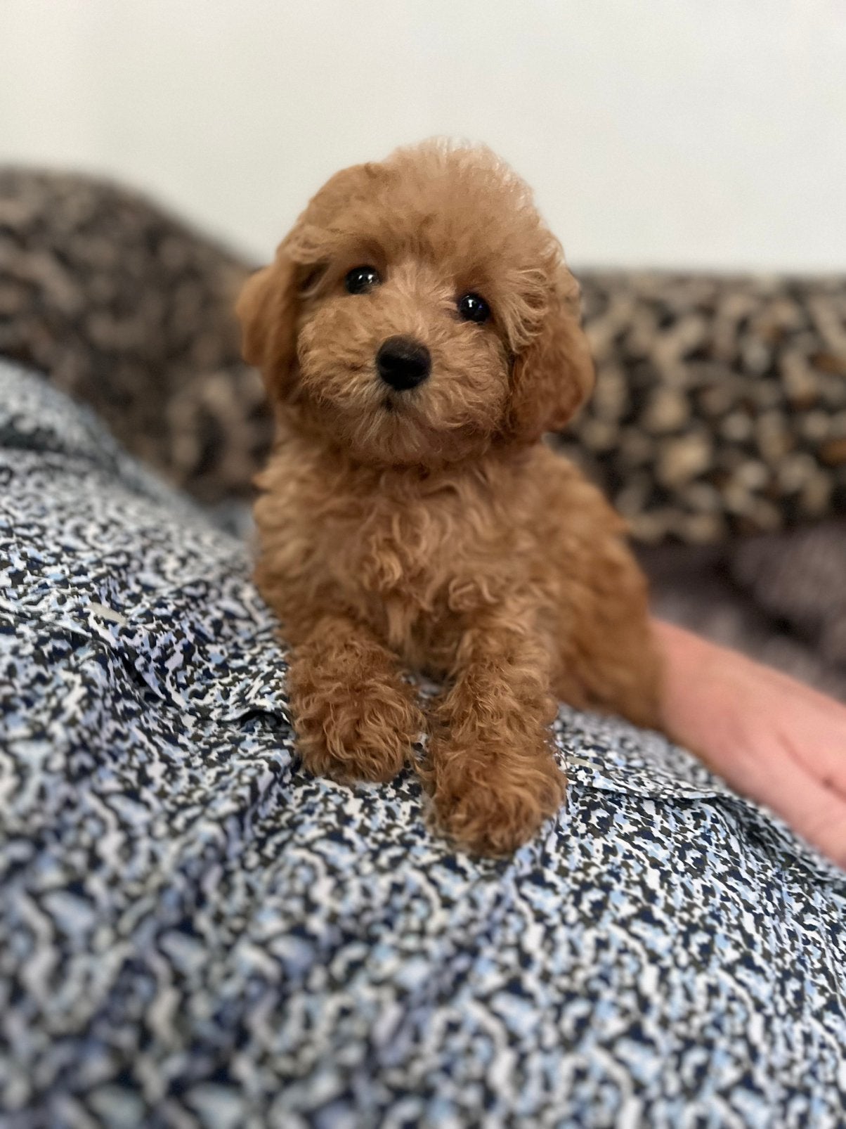 Cockapoo pups, Dieren en Toebehoren, Parvo, Overige rassen, 8 tot 15 weken, Meerdere