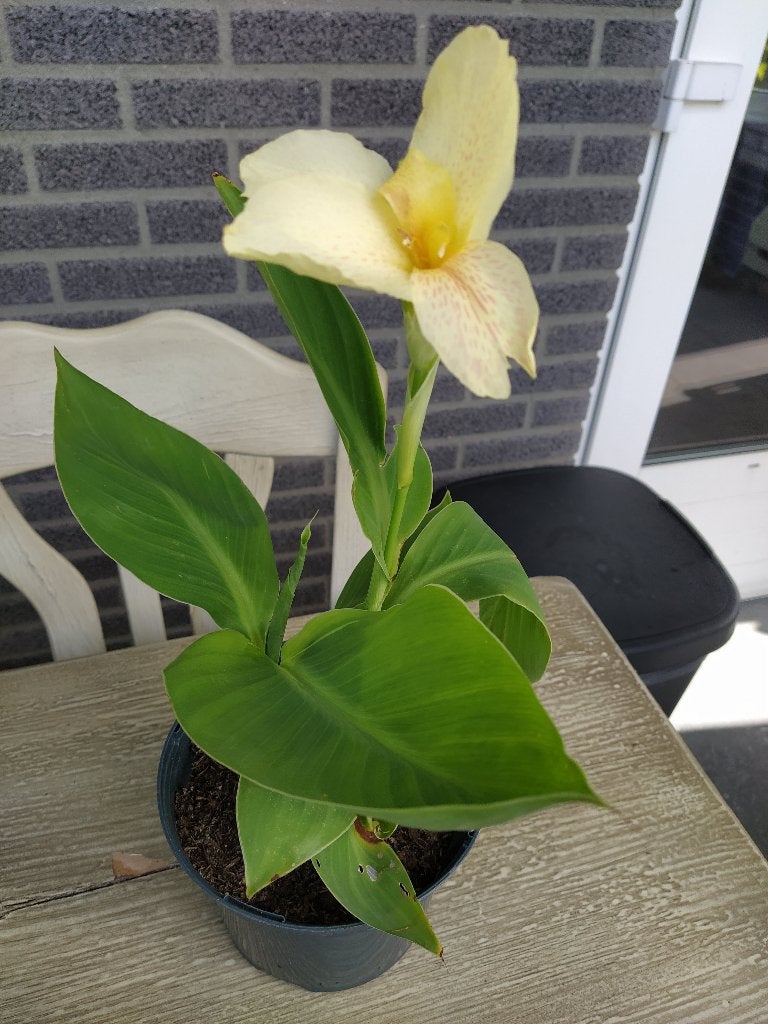 Te koop: canna ‘Alaska’ zaailing, Ophalen, Vaste plant, Overige soorten, Volle zon