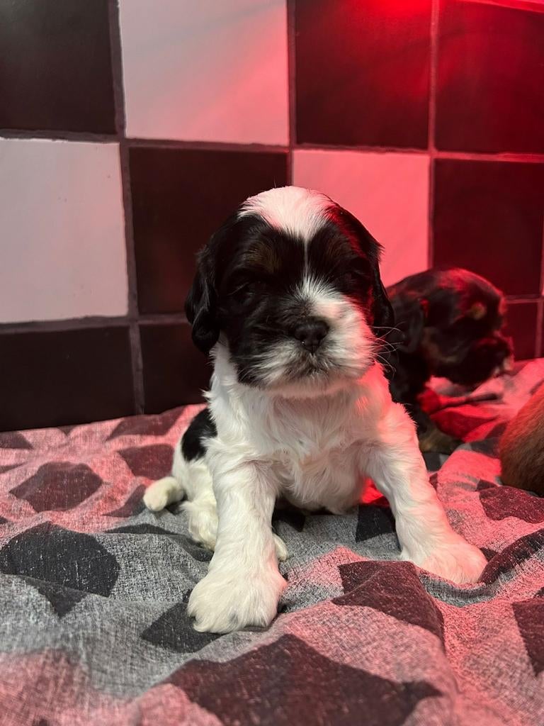 Hele mooie pups te koop Amerikaanse cocker x lhasa apso, Parvo, Overige rassen, 8 tot 15 weken, Meerdere