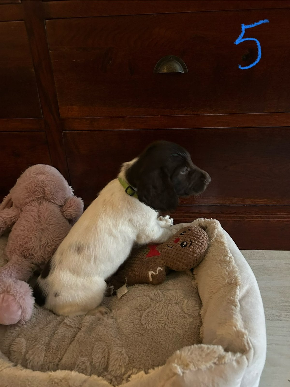 Engelse springer spaniel pups, Dieren en Toebehoren, 8 tot 15 weken, Meerdere, Meerdere dieren, Nederland
