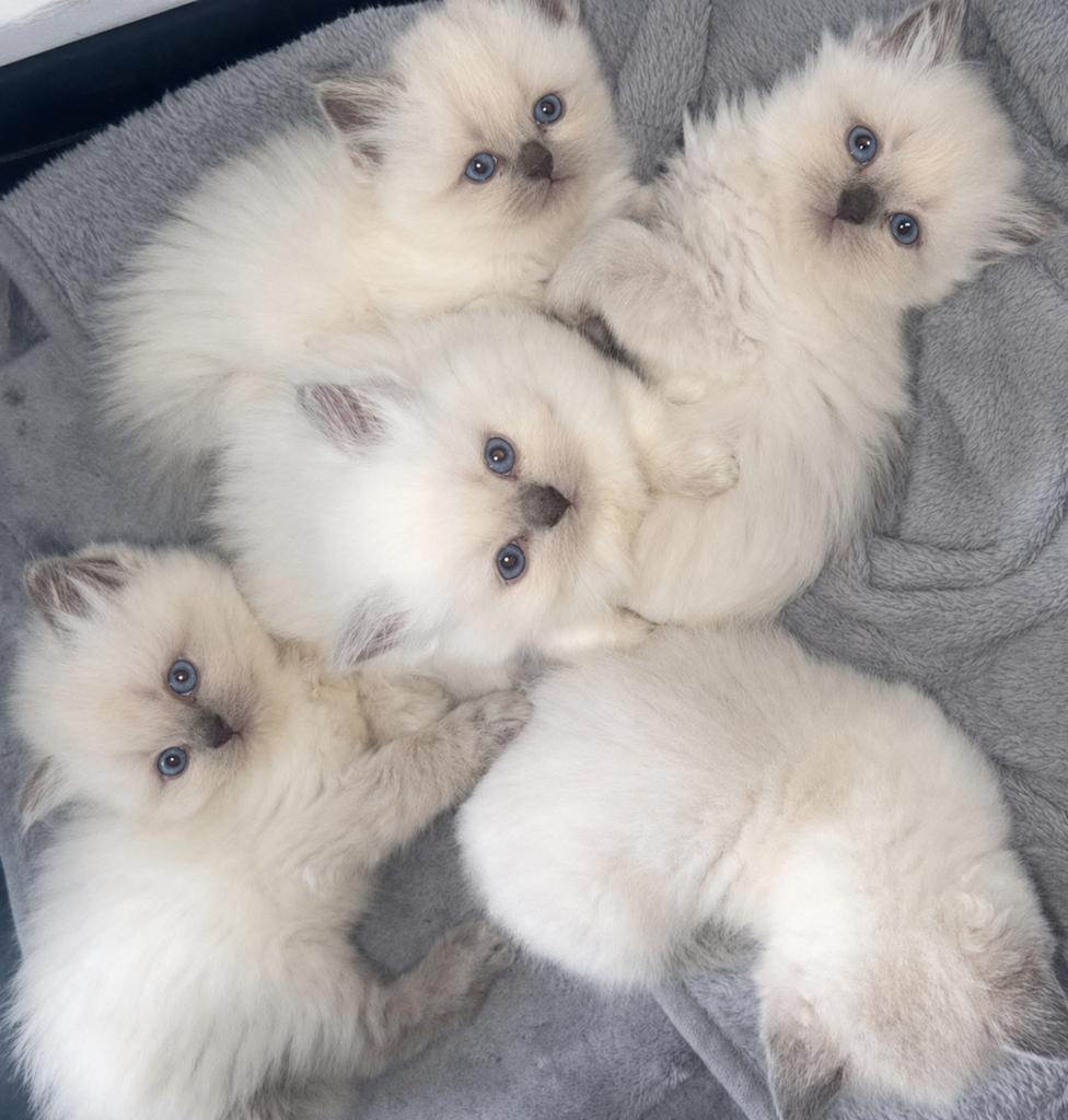 Ras kittens mogen hun nestje verlaten zeeland, Dieren en Toebehoren, Meerdere dieren