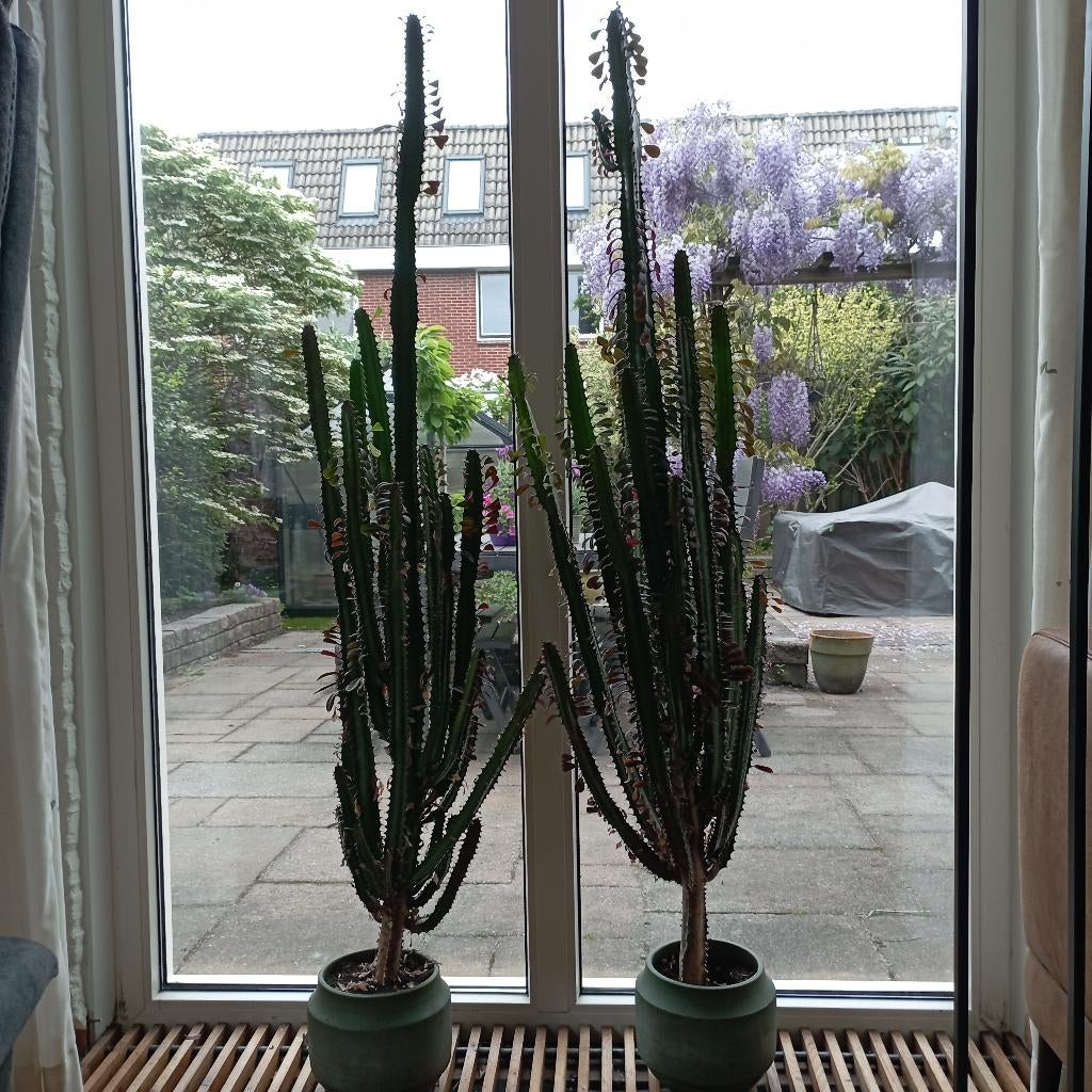 cactussen Euphorbia, Ophalen, Cactus, Halfschaduw, 100 tot 150 cm