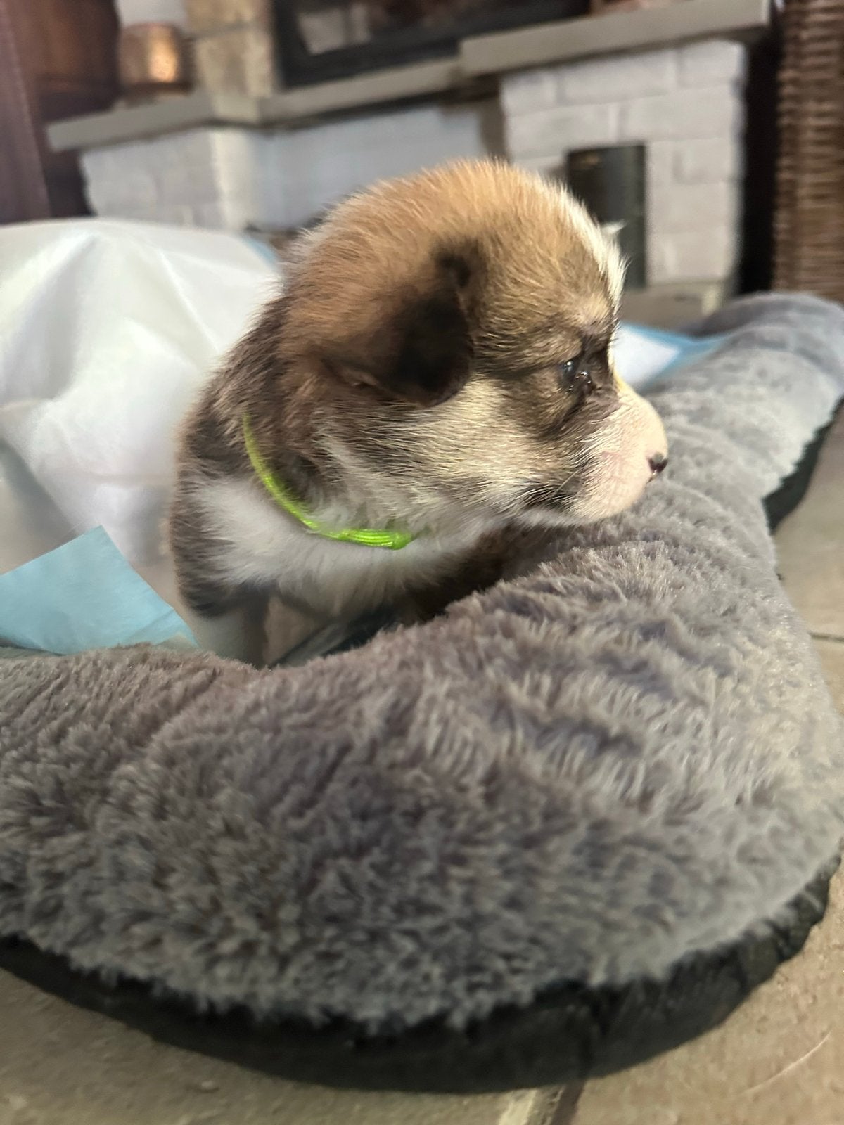 Welsh Corgi Pembroke, België, Particulier, 8 tot 15 weken, Parvo