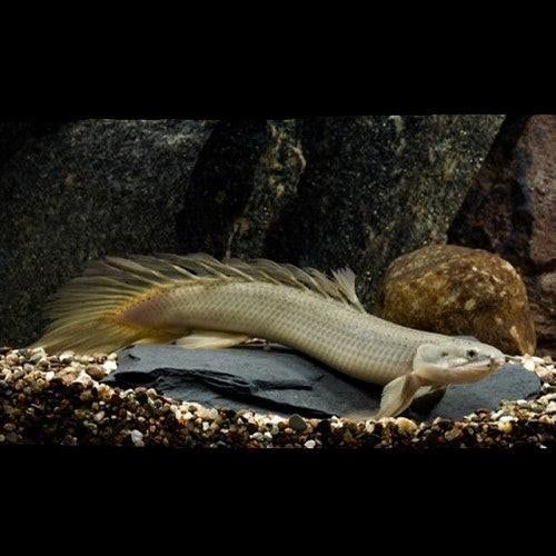Polypterus senegalus - kwastvin snoek, Dieren en Toebehoren, Vissen | Aquariumvissen, Vis, Zoetwatervis