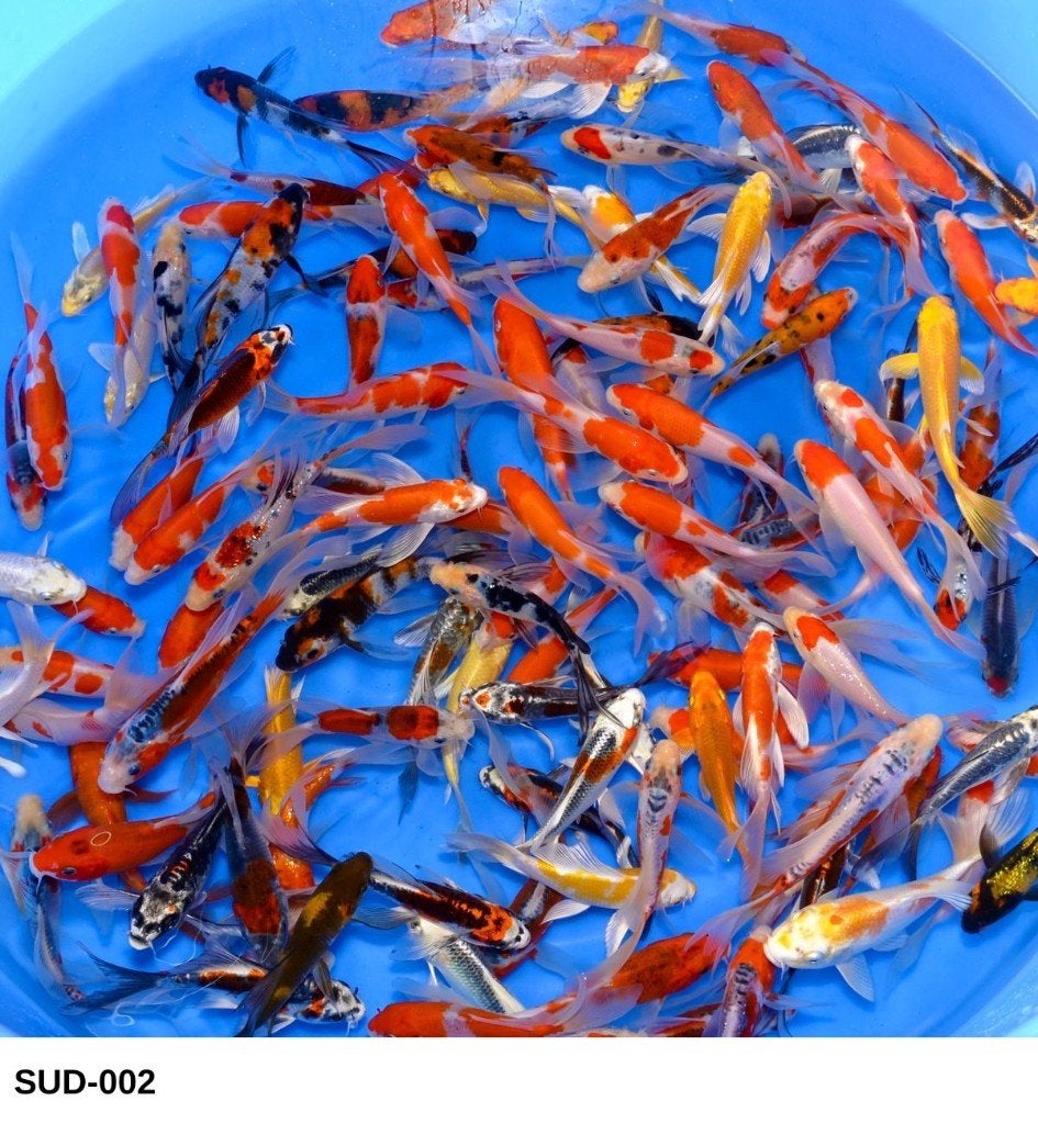 Japanse butterfly ACTIE 9 stuks voor €120, Karper of Koi
