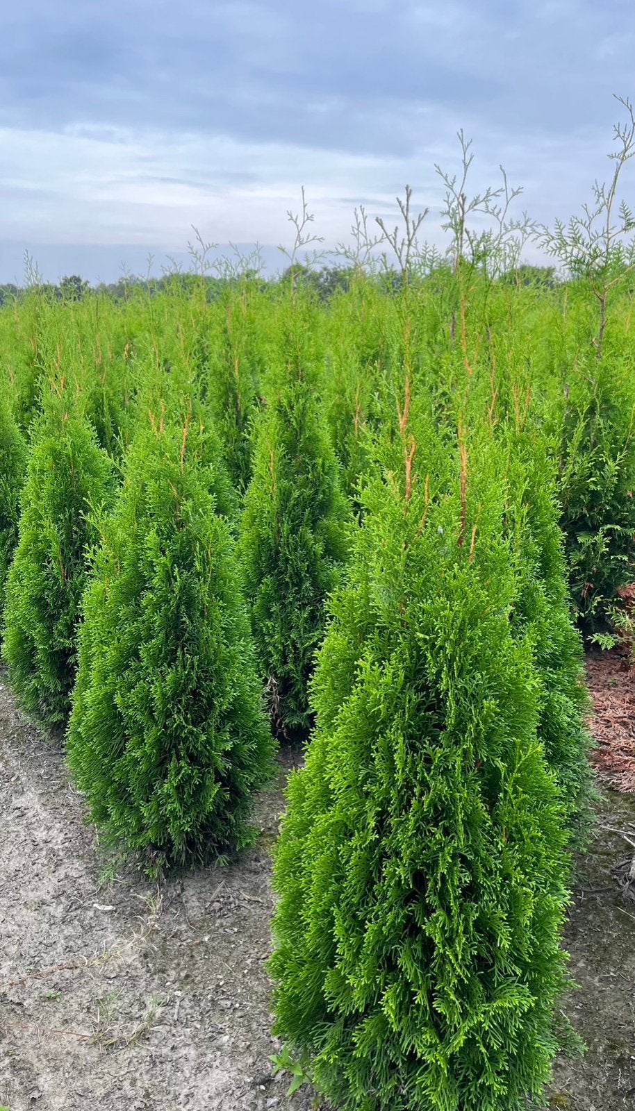 Thuja occidentalis smaragd - haagplanten, Ophalen of Verzenden, Conifeer, 100 tot 250 cm