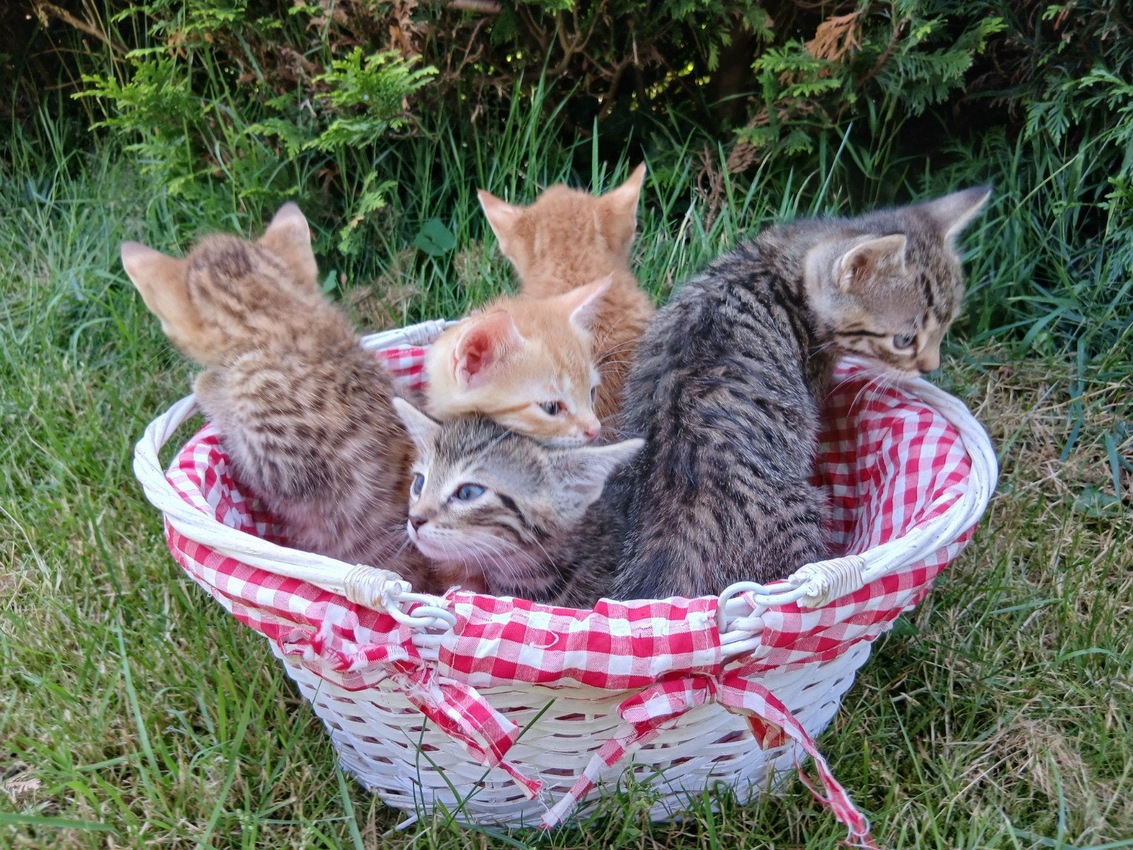 Schattige kittens, Dieren en Toebehoren, Katten en Kittens | Overige Katten, Meerdere dieren
