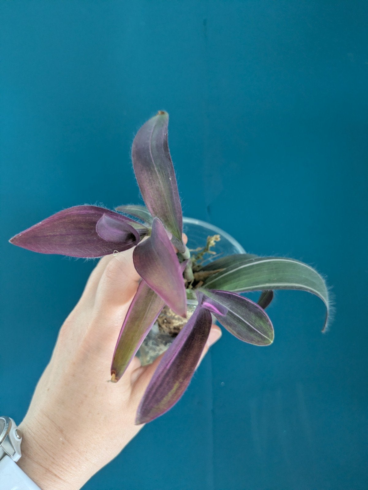 Pallida Pink Stripe kamerplant, Ophalen of Verzenden, Halfschaduw, Minder dan 100 cm