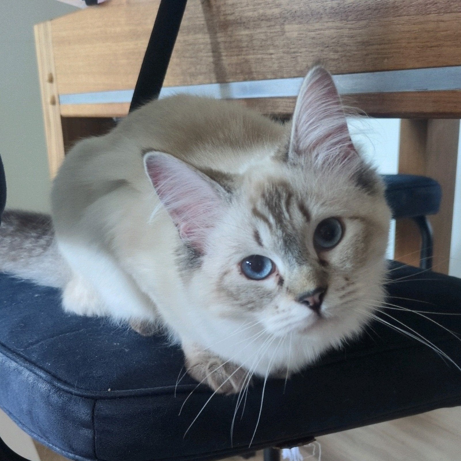 Ragdoll katers gezocht en wachtlijst nest Iki/Livia, Dieren en Toebehoren, Geslacht onbekend, Gechipt, 0 tot 2 jaar