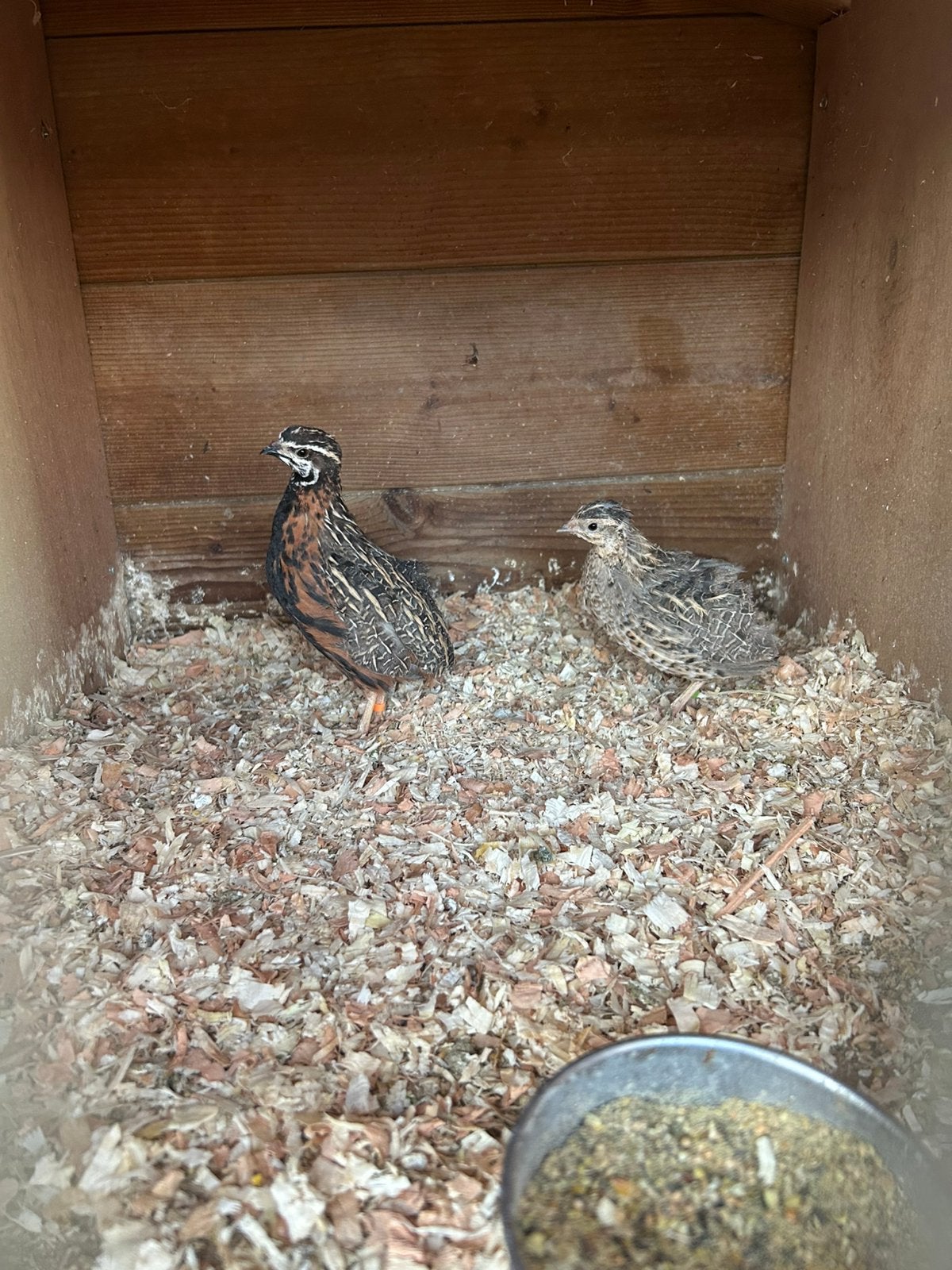 Koppels harlekijn kwartels, Meerdere dieren