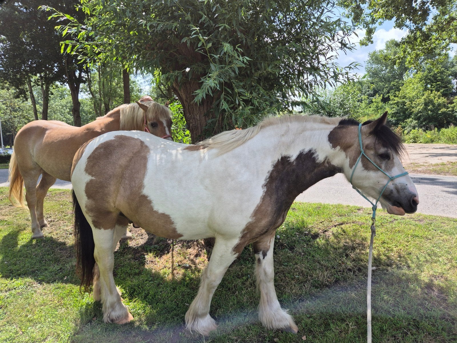 verzorgster gezocht voor tinker, Verzorging of Verzorgpony's