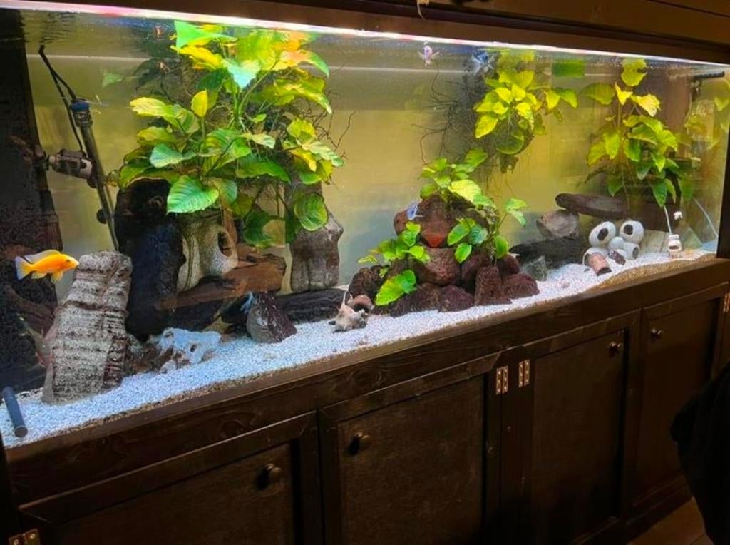 Aquarium groot compleet, Dieren en Toebehoren, Vissen | Aquaria en Toebehoren, Ophalen, Zo goed als nieuw, Gevuld zoetwateraquarium