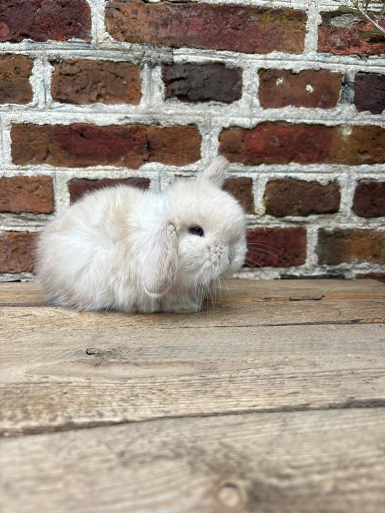 Super leuk minilop konijntje 🩵, Dieren en Toebehoren, Konijnen, Mannelijk, Dwerg, Hangoor, 0 tot 2 jaar