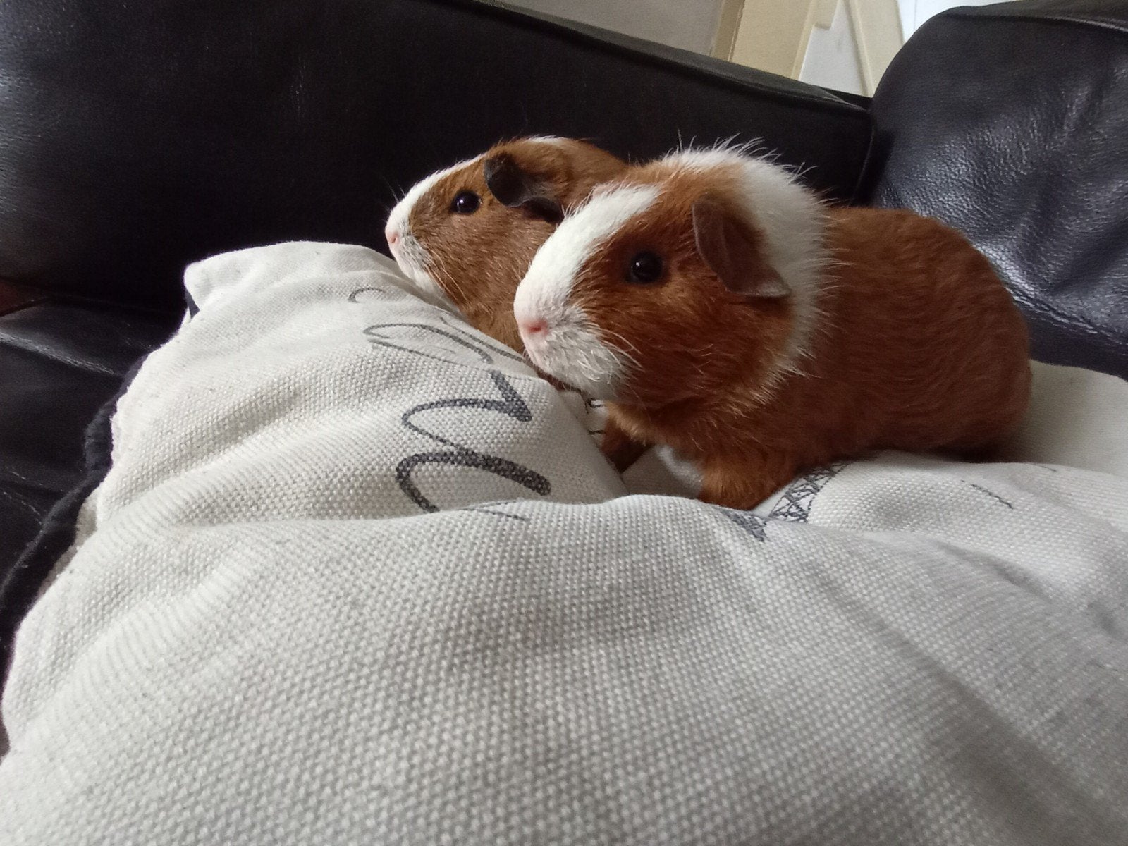 mooie jonge cavia s te koop twee cavia s voor 65 euro, Cavia, Augustus, Mannelijk, Tam