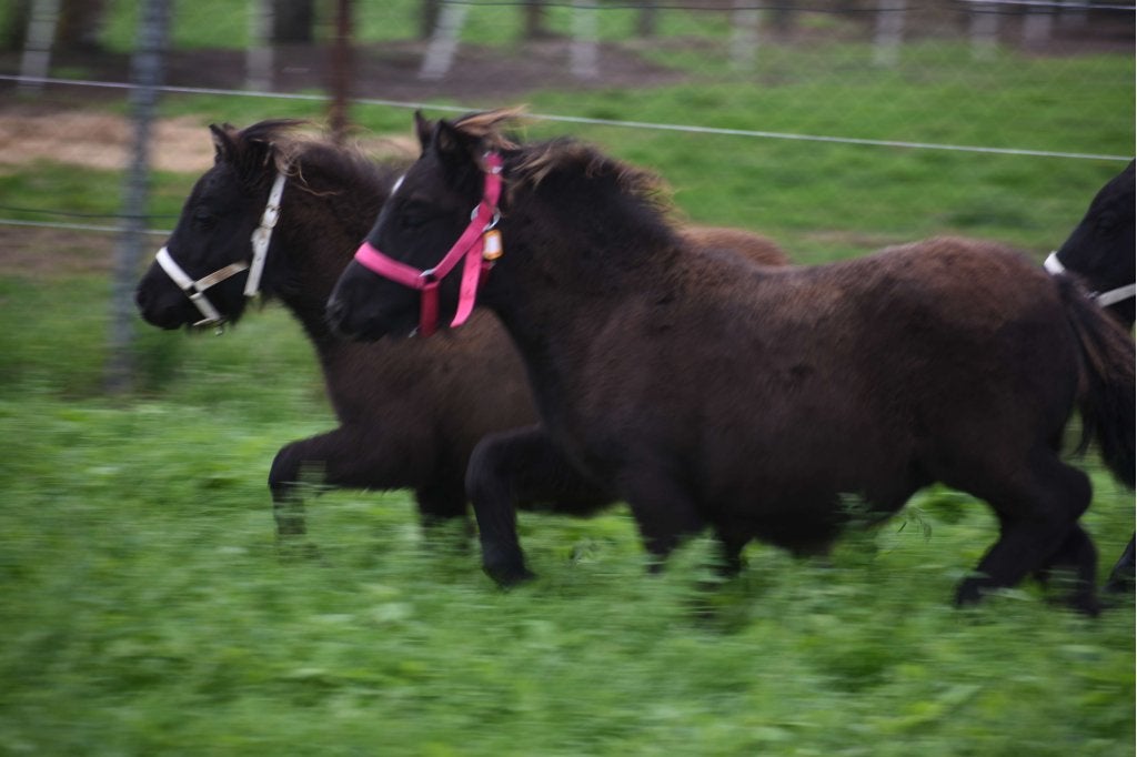 Stallen met weide en of  weiden met schuilstal te huur, Dieren en Toebehoren, Niet ingevuld, 4 paarden of pony's of meer, Niet ingevuld