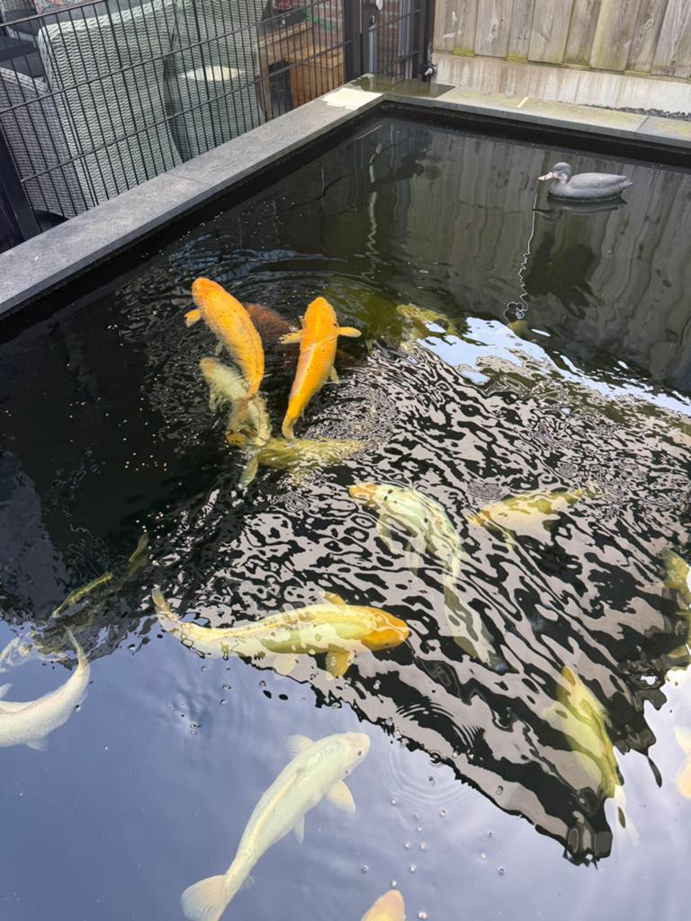 Koi karpers, Dieren en Toebehoren, Karper of Koi