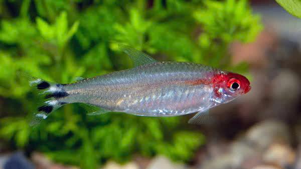 Hemigrammus Bleheri - Roodneuszalm, Dieren en Toebehoren, Vissen | Aquariumvissen, Vis, Zoetwatervis, Schoolvis