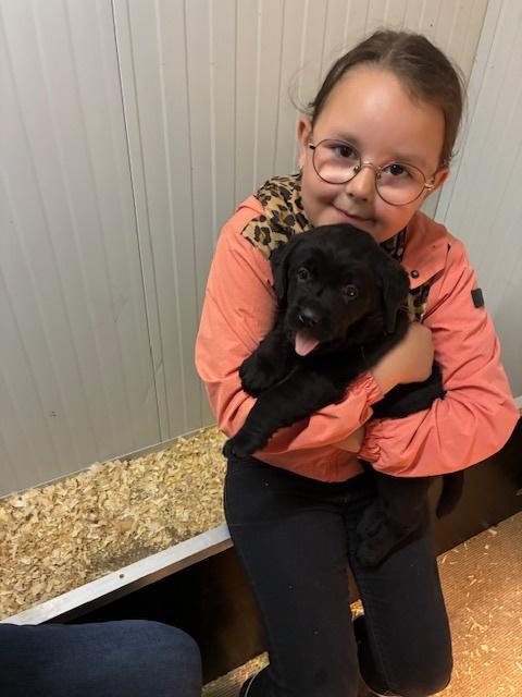 Zwarte labrador pup (teefje) met stamboom te koop  !!, Dieren en Toebehoren, Parvo, 8 tot 15 weken, Teef, Labrador retriever