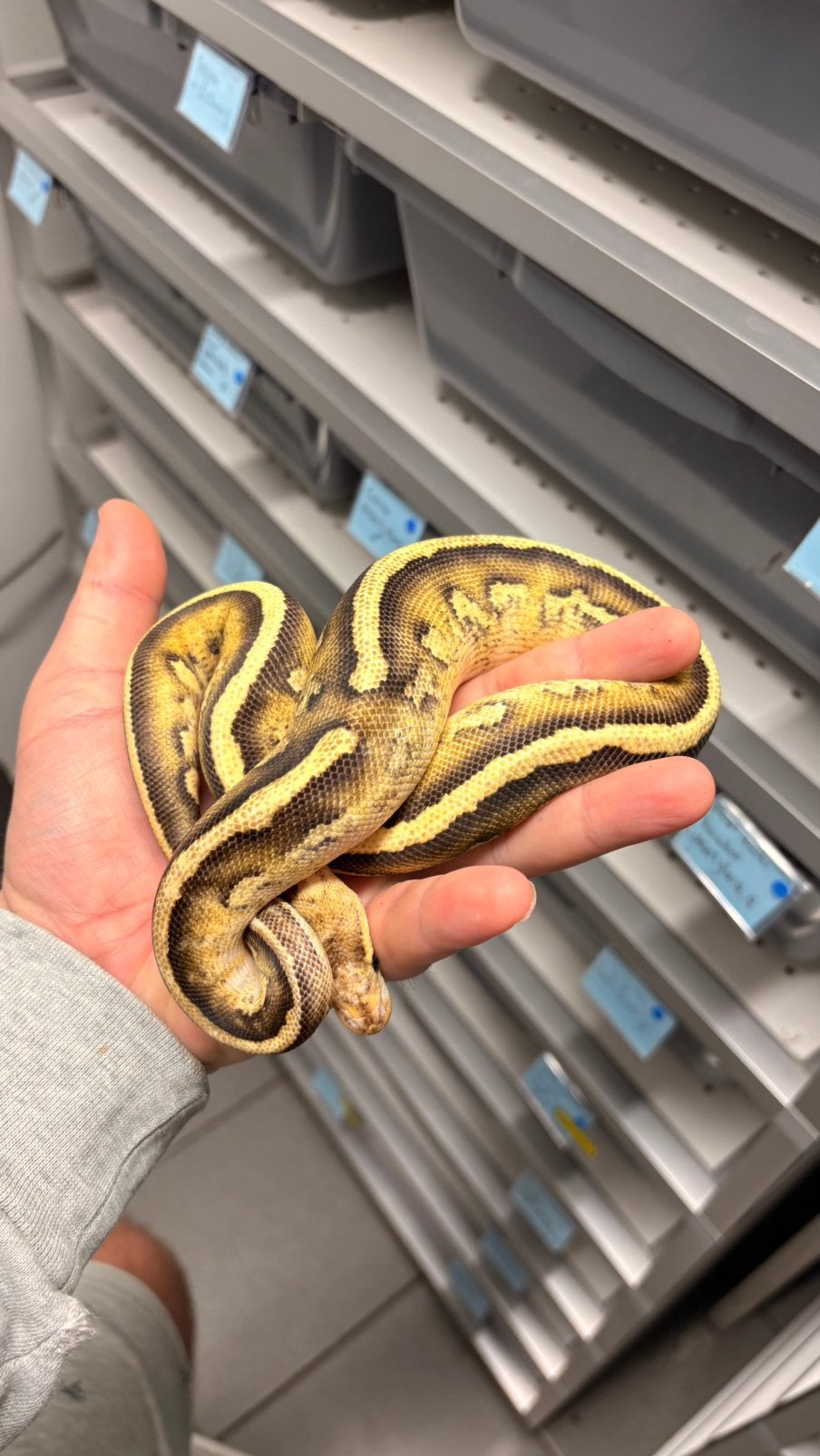 Ball python stranger fire yellowbelly 100% clown Ball Python - unknown for sale from KAS