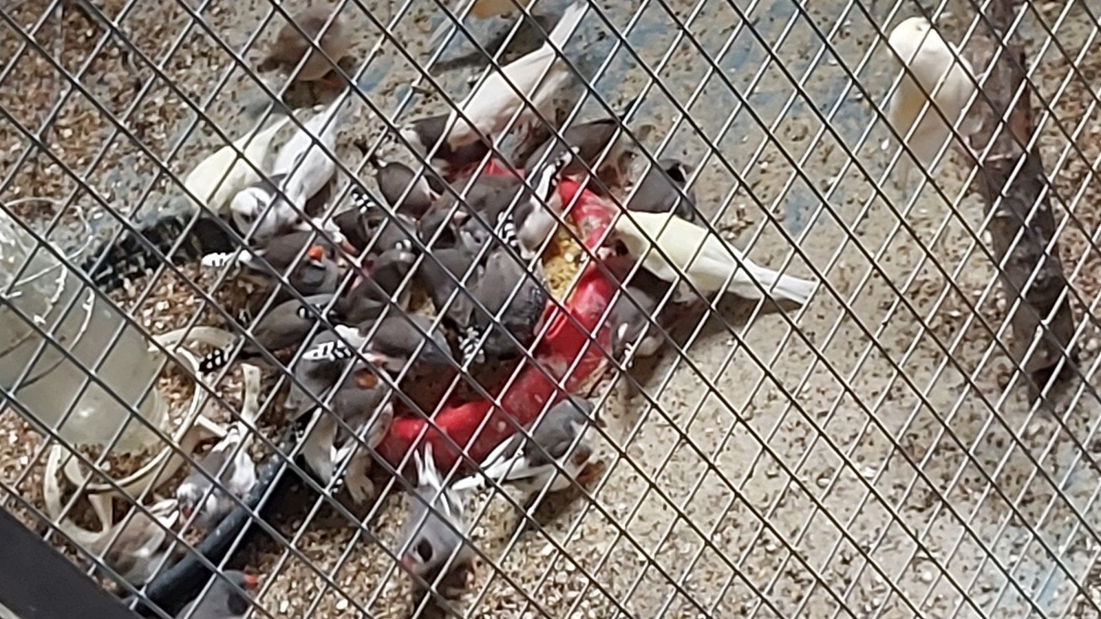 zebravinken ruim 40 stuks, Dieren en Toebehoren, Vogels | Overige Vogels, Meerdere dieren