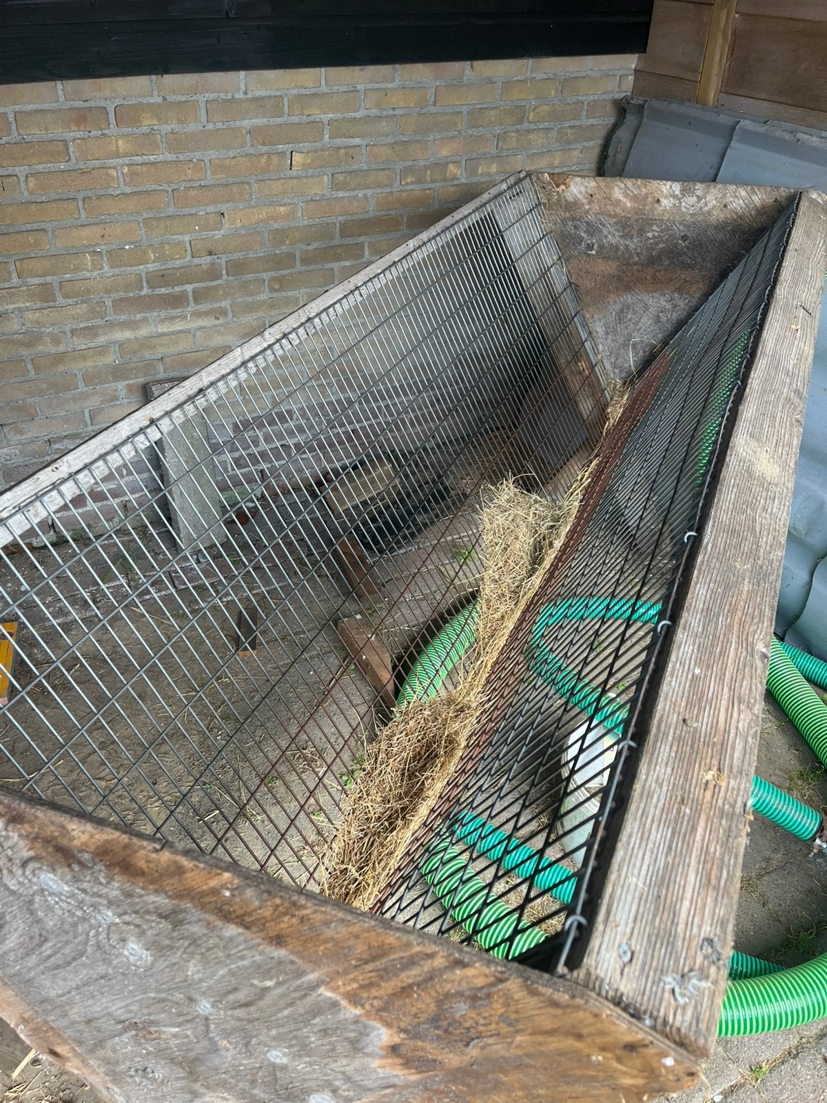 Hooiruif, Meerdere dieren, Varken