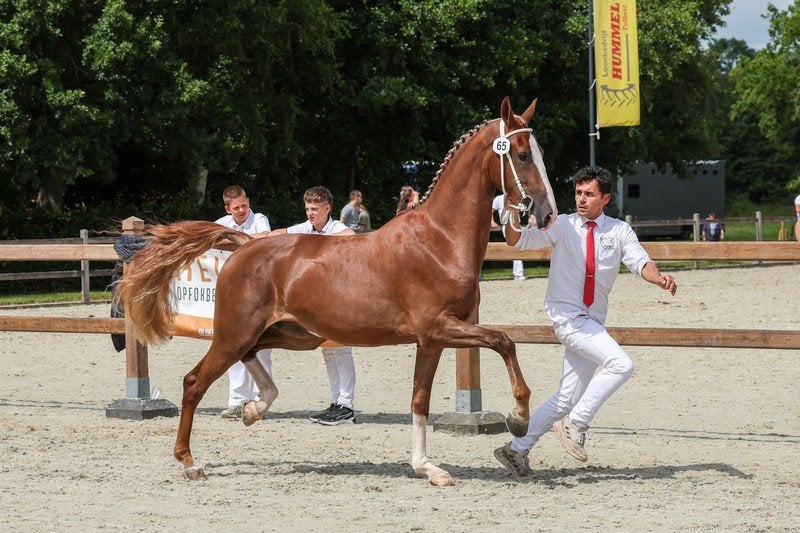 Te koop: 2-jarige Tuigpaard merrie., Dieren en Toebehoren, Paarden, Merrie, Tuigpaard, 0 tot 2 jaar