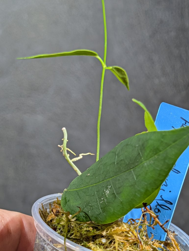 Hoya solaniflora, Overige soorten, Minder dan 100 cm, Bloeiende kamerplant, Halfschaduw