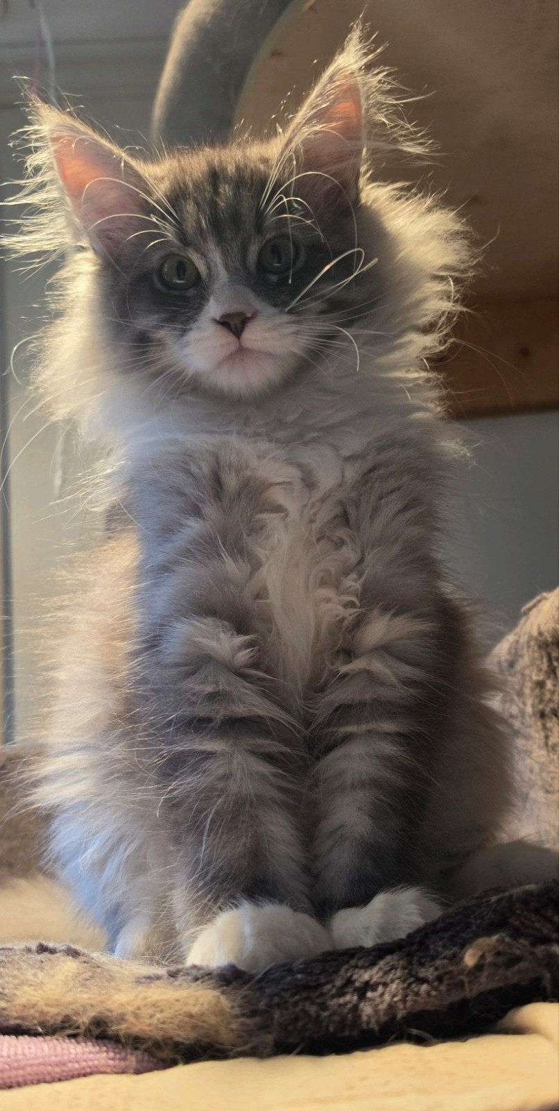 5 prachtige kittens kruising maine coon / Siberische kat, Meerdere dieren, Met stamboom, 0 tot 2 jaar