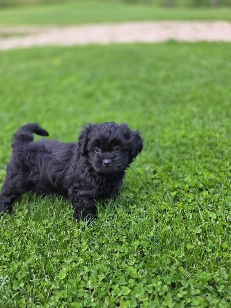 shitzu/maltezer puppy, Dieren en Toebehoren, 8 tot 15 weken, Parvo, Eén hond, Nederland