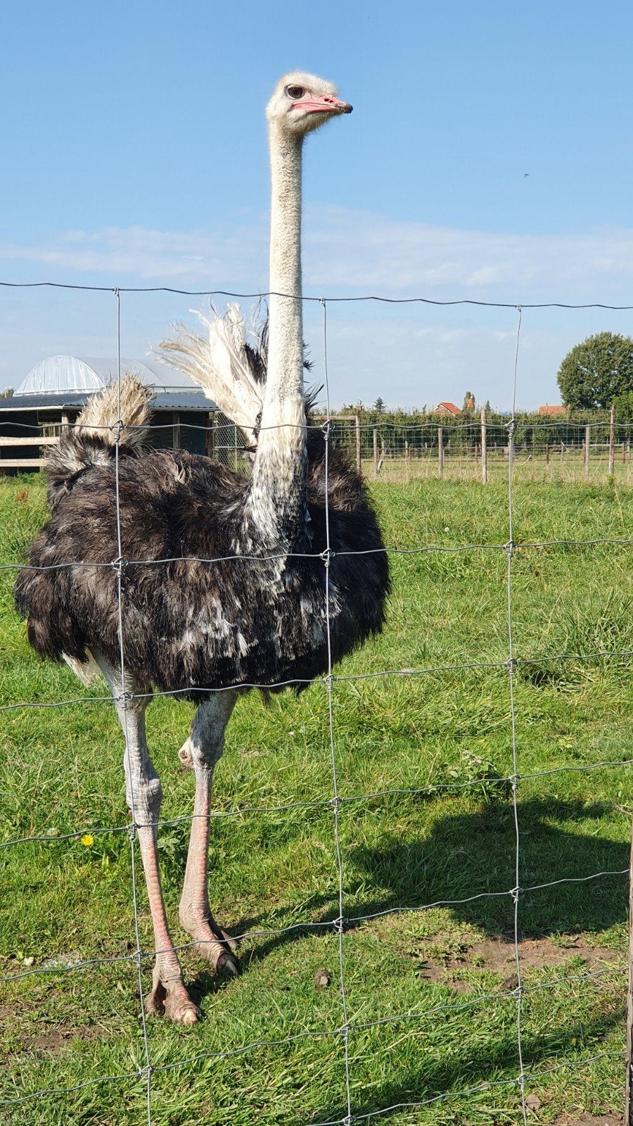 Noord-Afrikaanse Struisvogel Kuikens, Meerdere dieren, Kip