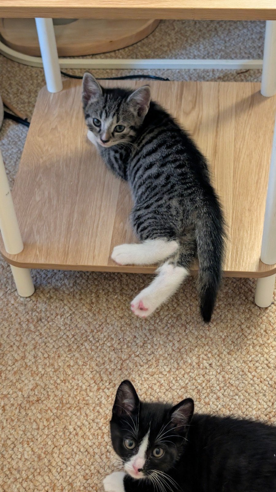 5 prachtige britse korthaar kruising kittens