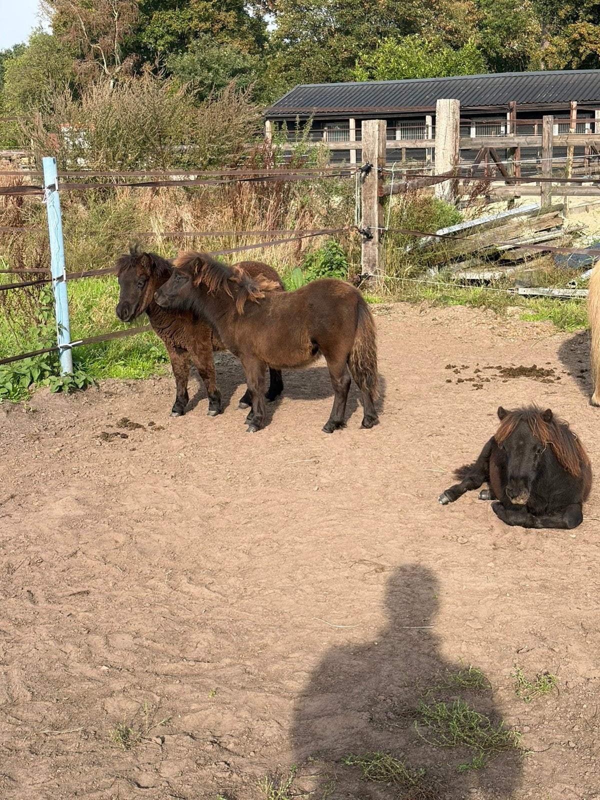 3 NSPS Merrieveulens, Dieren en Toebehoren, Merrie, Met stamboom, Niet van toepassing, 0 tot 2 jaar