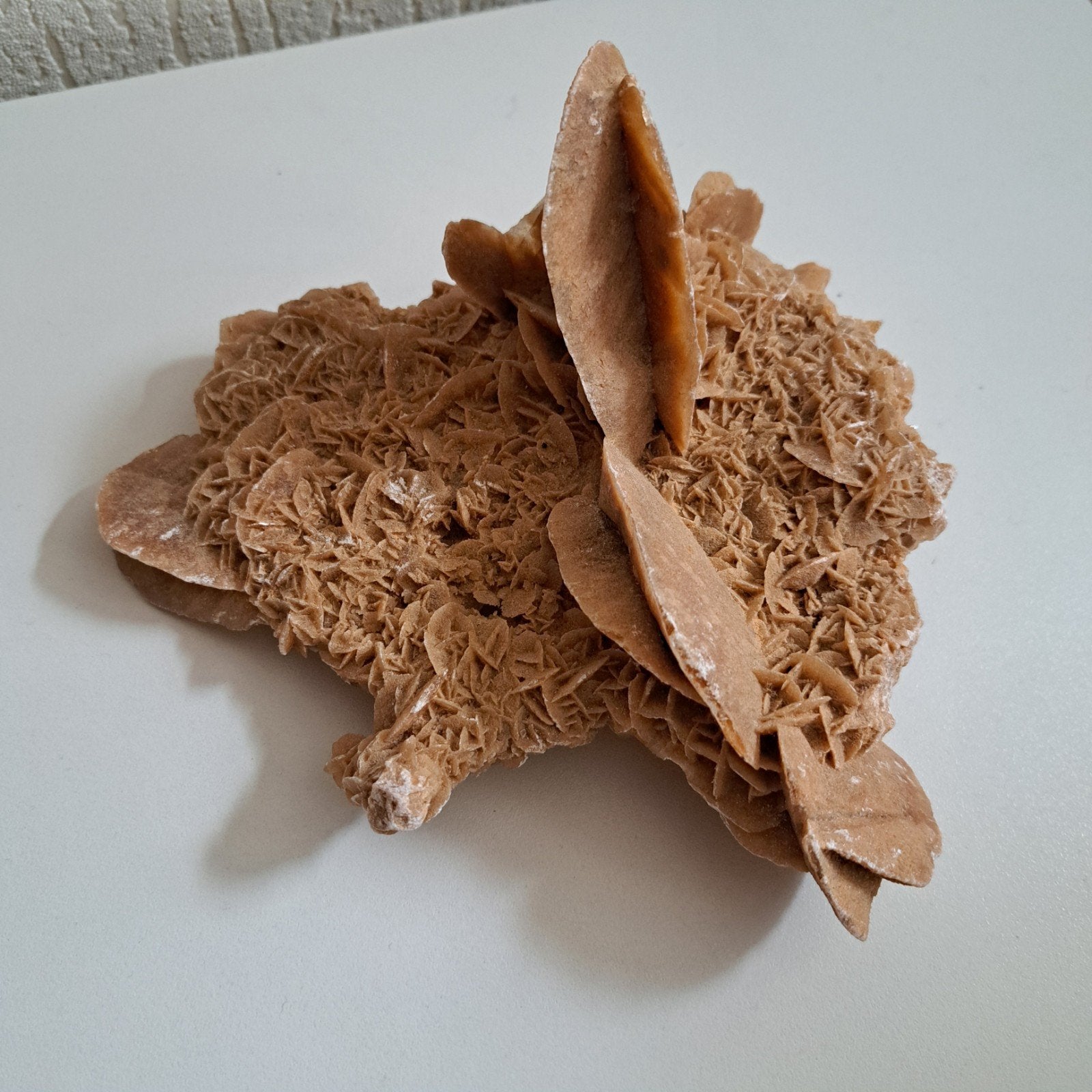 (r) Prachtige woestijnroos, Ophalen