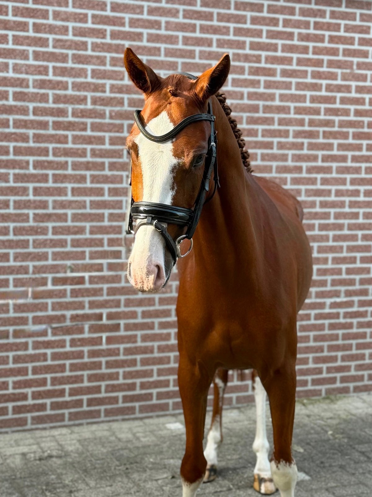 4 jarige knappe d pony met extra bewegingen, Dieren en Toebehoren, Paarden, Ruin, Zadelmak, 3 tot 6 jaar, Dressuurpaard, Met stamboom
