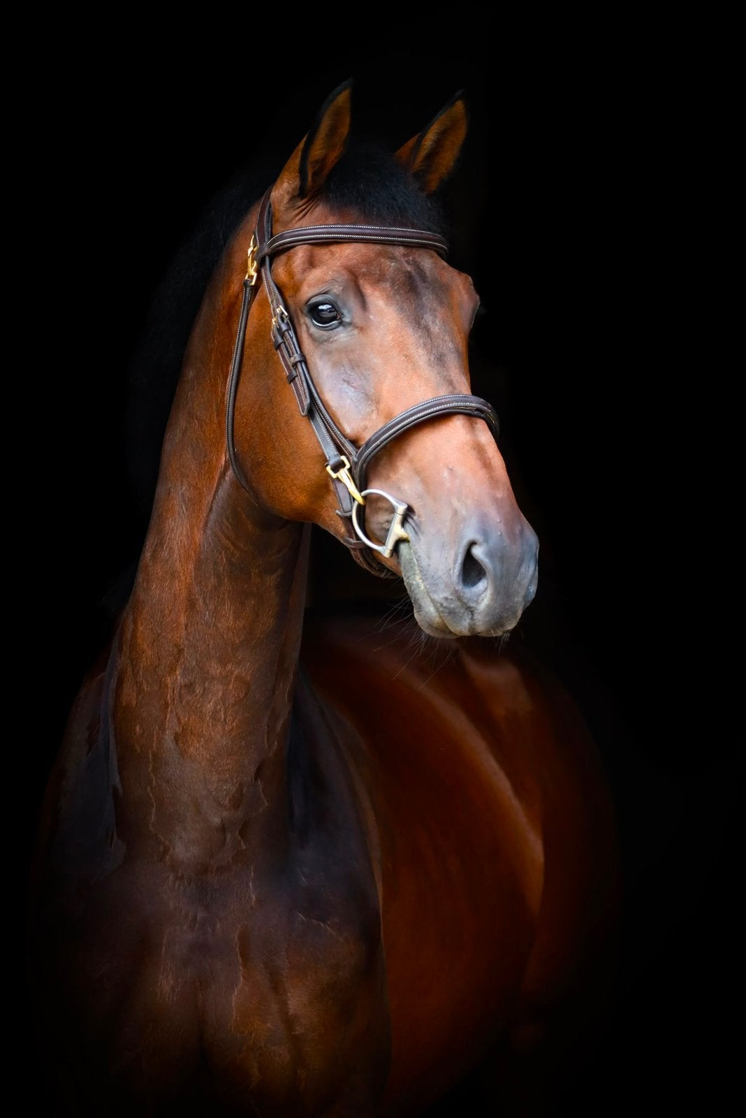 7 jarige dressuurmerrie, Dieren en Toebehoren, Paarden, Merrie, B, Dressuurpaard, 7 tot 10 jaar