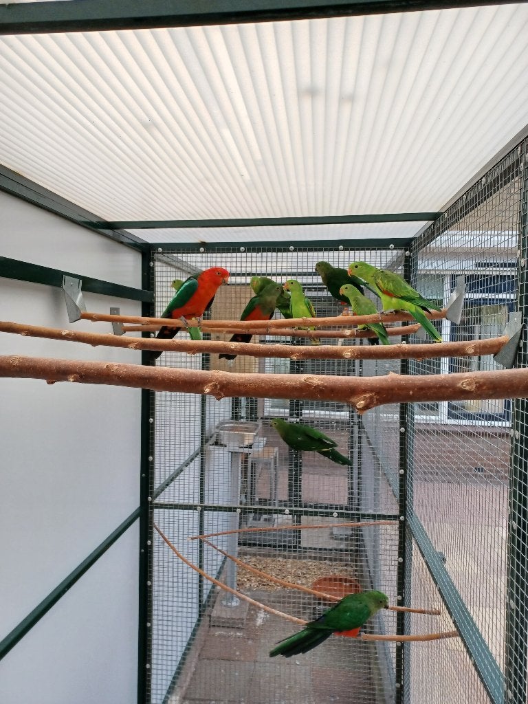 Koningsparkieten, Mannelijk, Parkiet, Geringd