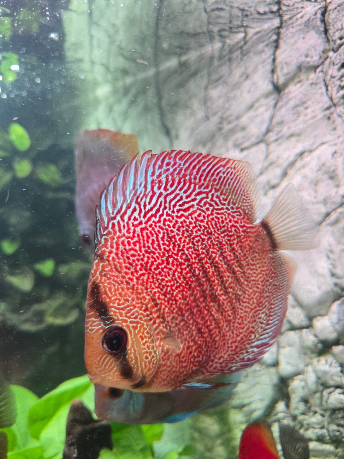 Discus leopard snakeskin, Vis, Zoetwatervis, Schoolvis