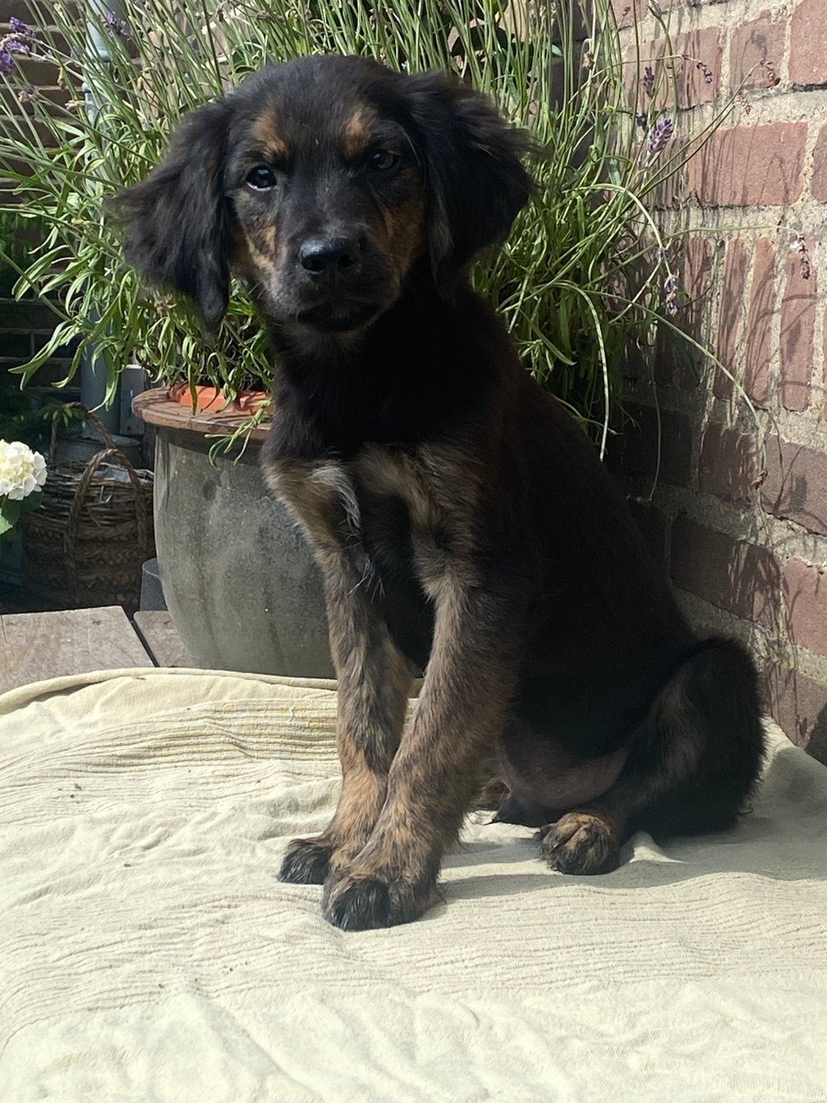 Zeer speciale GOLDEN RETRIEVER x FRIESE STABIJ pup - reutje, Parvo, Nederland, Reu, 8 tot 15 weken